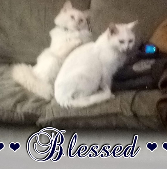 Meet your Posher, Crystal - Picture 1 of 1